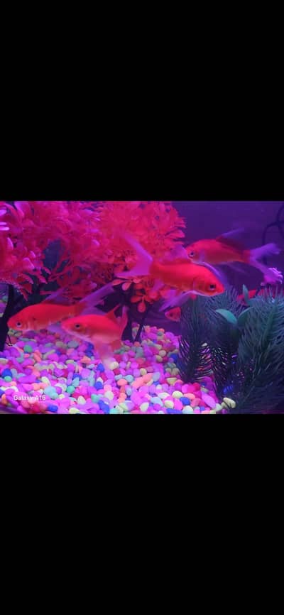 Red Goldfish – 11 Months Old | Healthy & Active