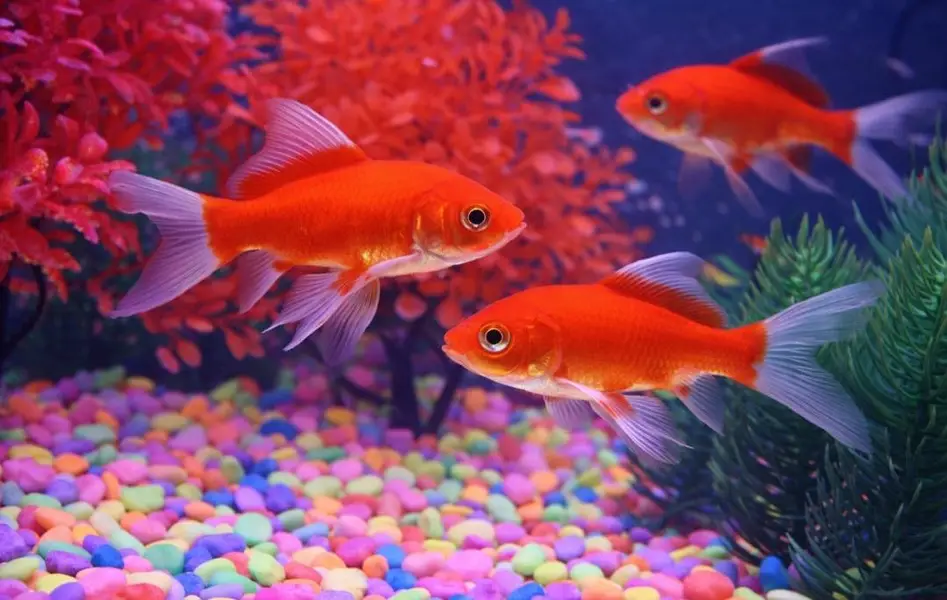 Red Goldfish – 11 Months Old | Healthy & Active — photo 2