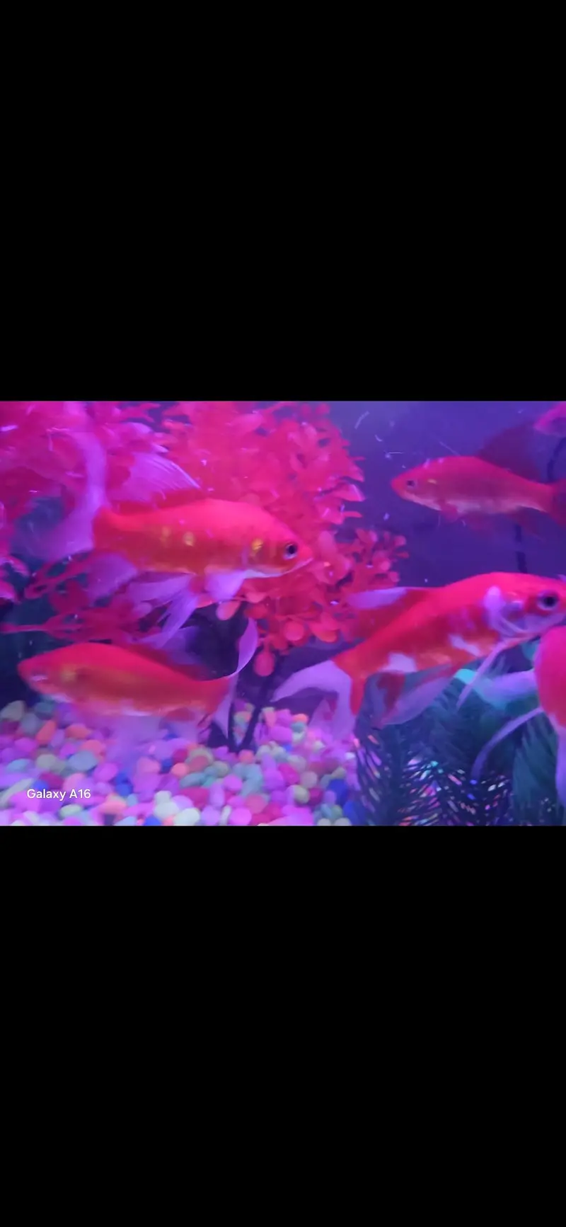 Red Goldfish – 11 Months Old | Healthy & Active — photo 3