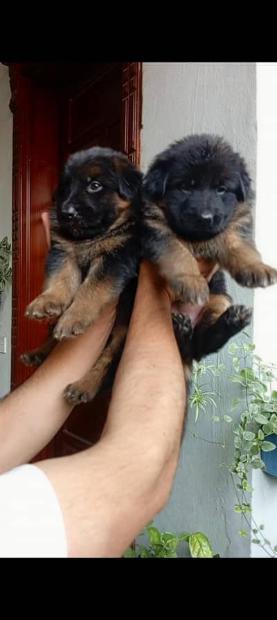 German shepherd puppy double cot