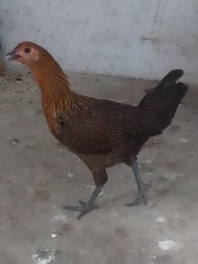 Healthy hen