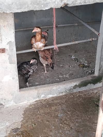 Aseel Pathiyan for Sale