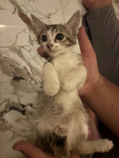 calico playful kitten up for adoption