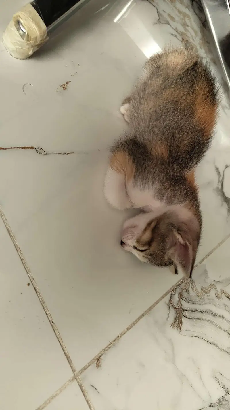 calico playful kitten up for adoption — photo 2