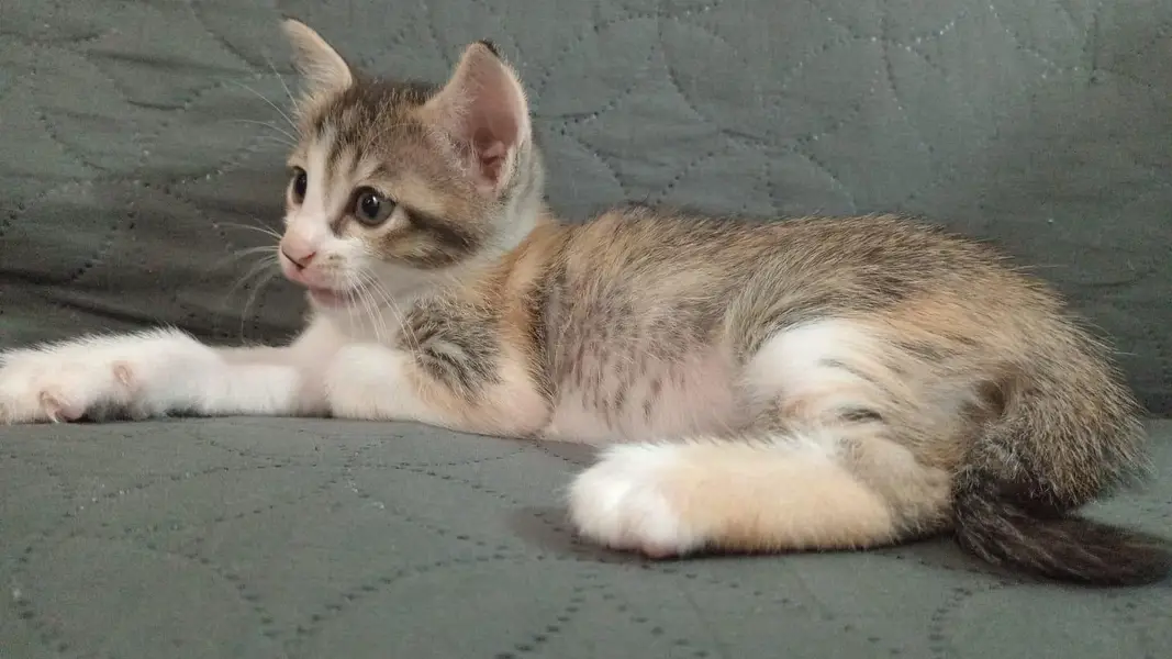 calico playful kitten up for adoption — photo 3