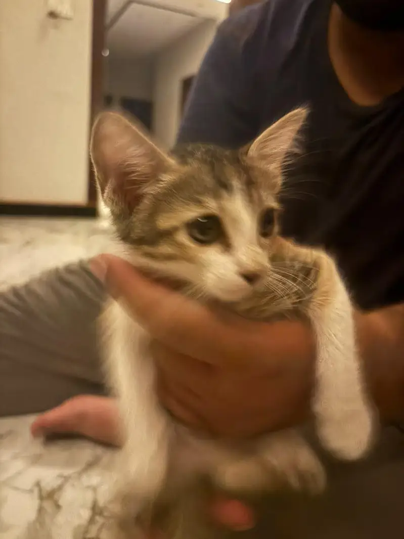 calico playful kitten up for adoption — photo 5