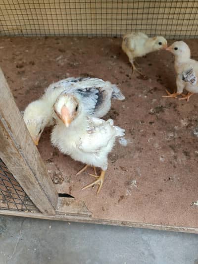 Indian parrot beak chicks