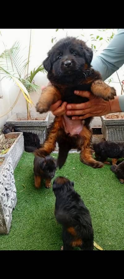German puppy double cot