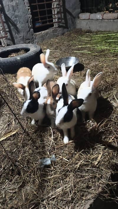 Ready to bread rabbits