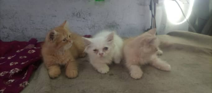 persion kitten for sale