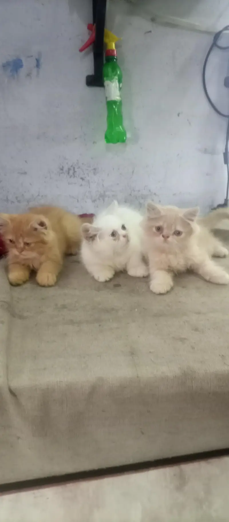 persion kitten for sale — photo 2