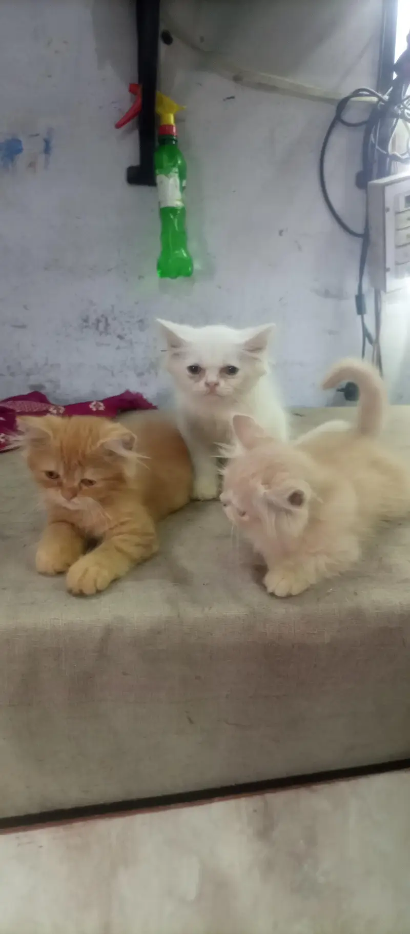 persion kitten for sale — photo 3