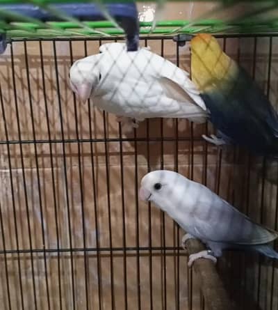 Albino Rossicollie, Pallid Rossicollie