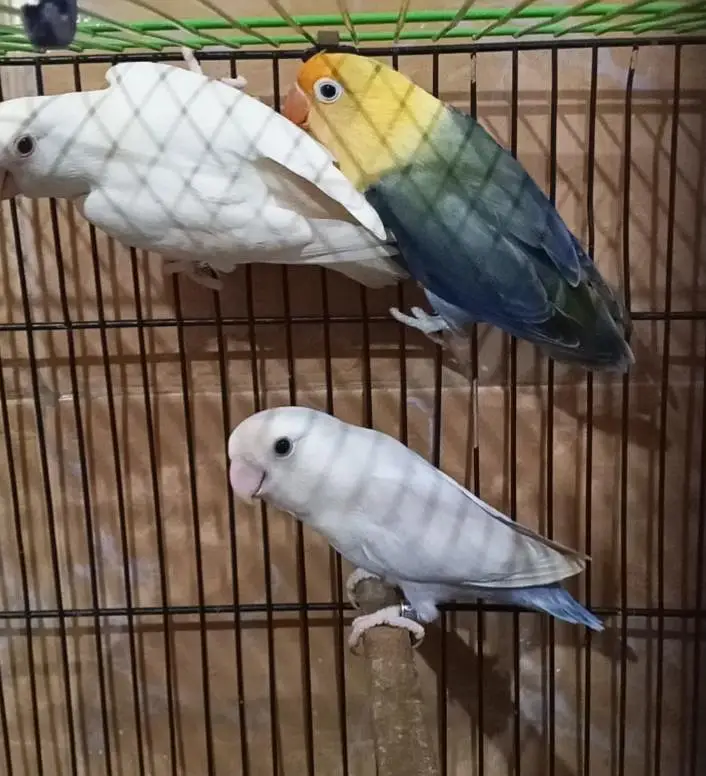 Albino Rossicollie, Pallid Rossicollie — photo 2