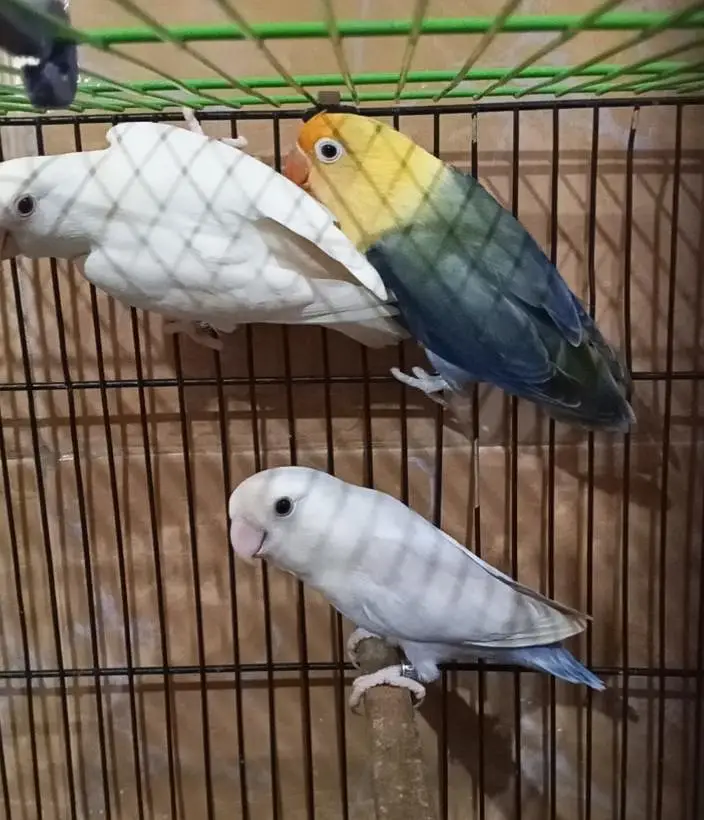 Albino Rossicollie, Pallid Rossicollie — photo 3