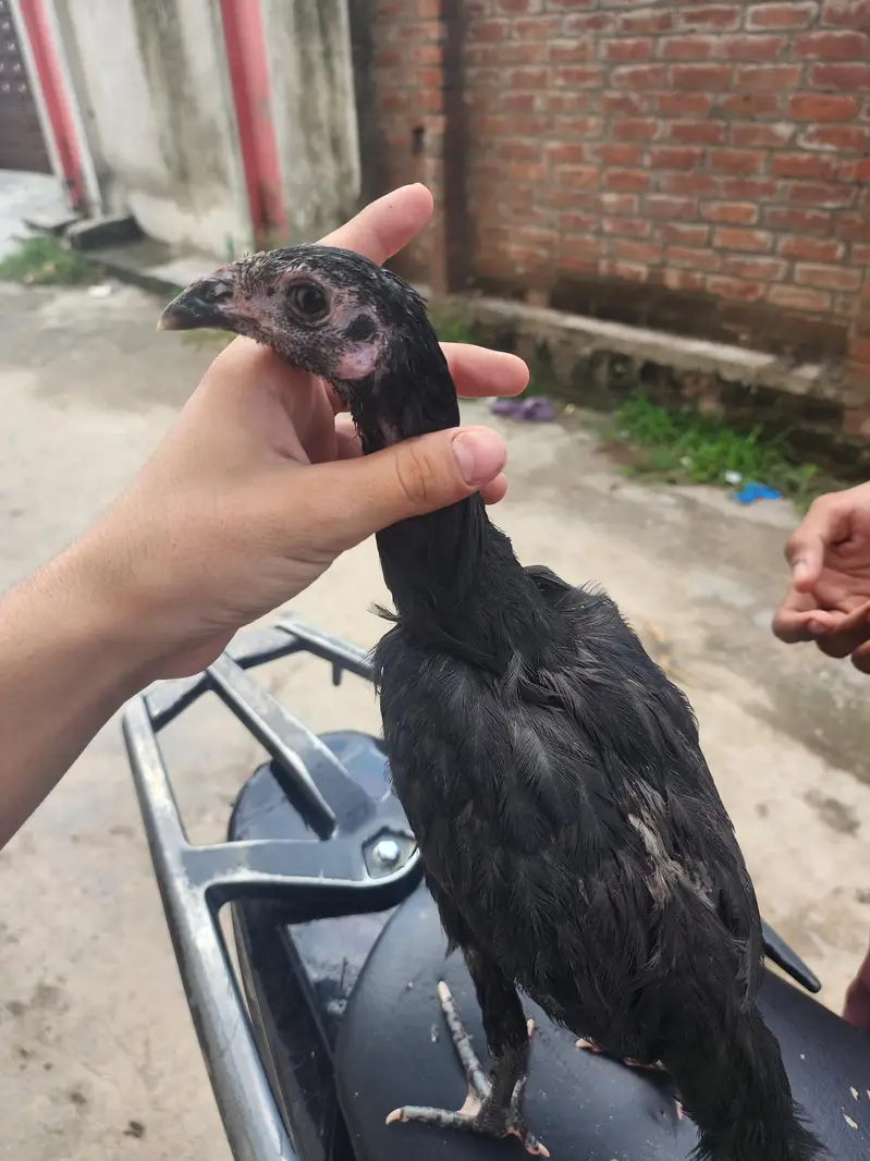 female — photo 2