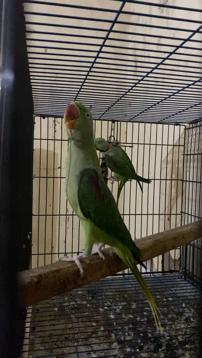 Pahari/raw parrot/alexendra