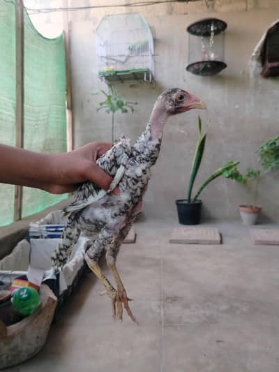 Top Quality Pure Japanese & German Shamo Chicks