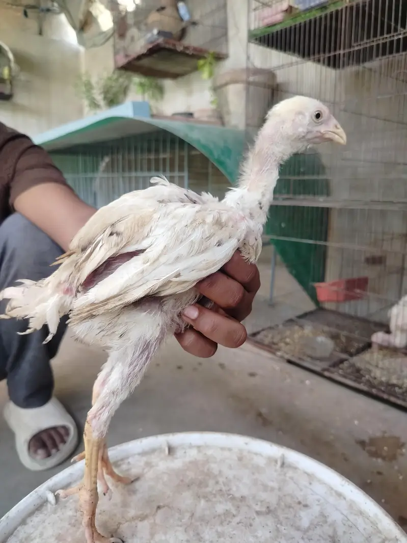Top Quality Pure Japanese & German Shamo Chicks — photo 3