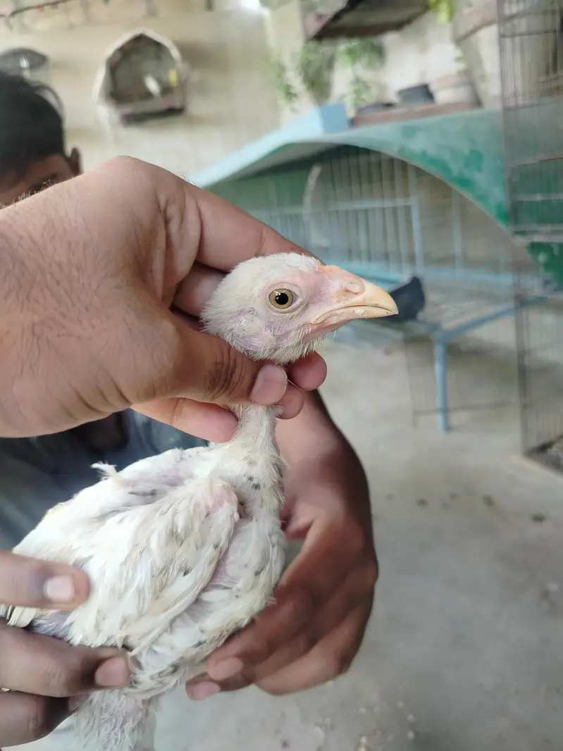 Top Quality Pure Japanese & German Shamo Chicks — photo 4