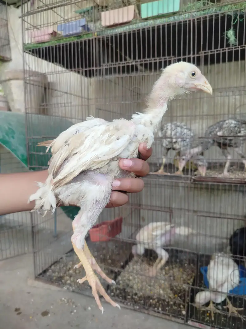 Top Quality Pure Japanese & German Shamo Chicks — photo 5