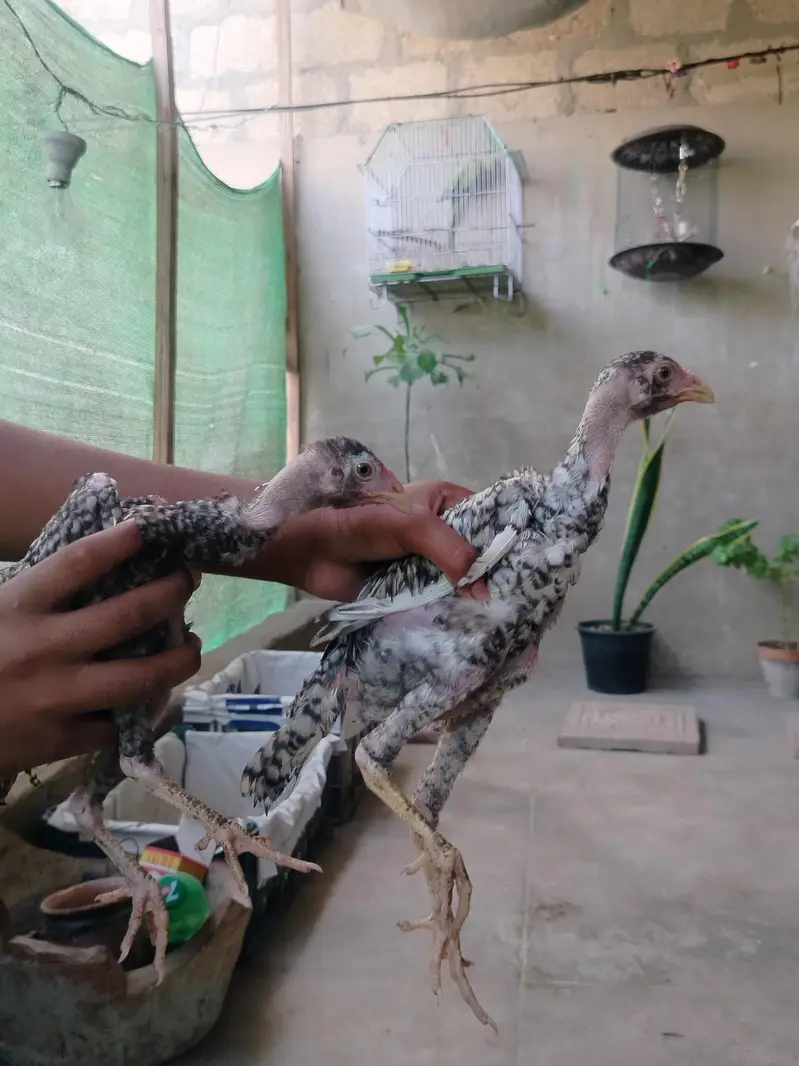 Top Quality Pure Japanese & German Shamo Chicks — photo 6