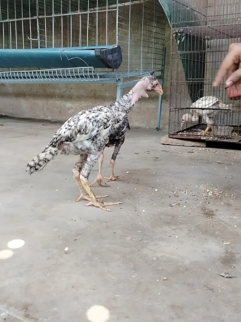 Top Quality Pure Japanese & German Shamo Chicks — photo 7