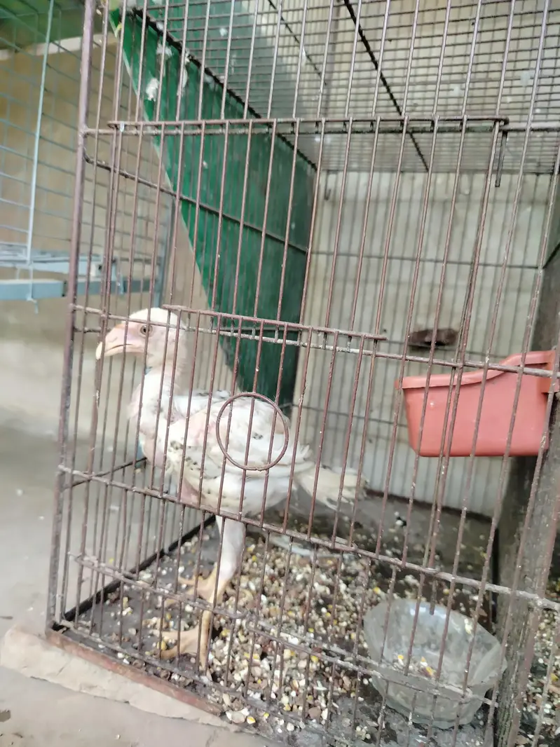 Top Quality Pure Japanese & German Shamo Chicks — photo 8