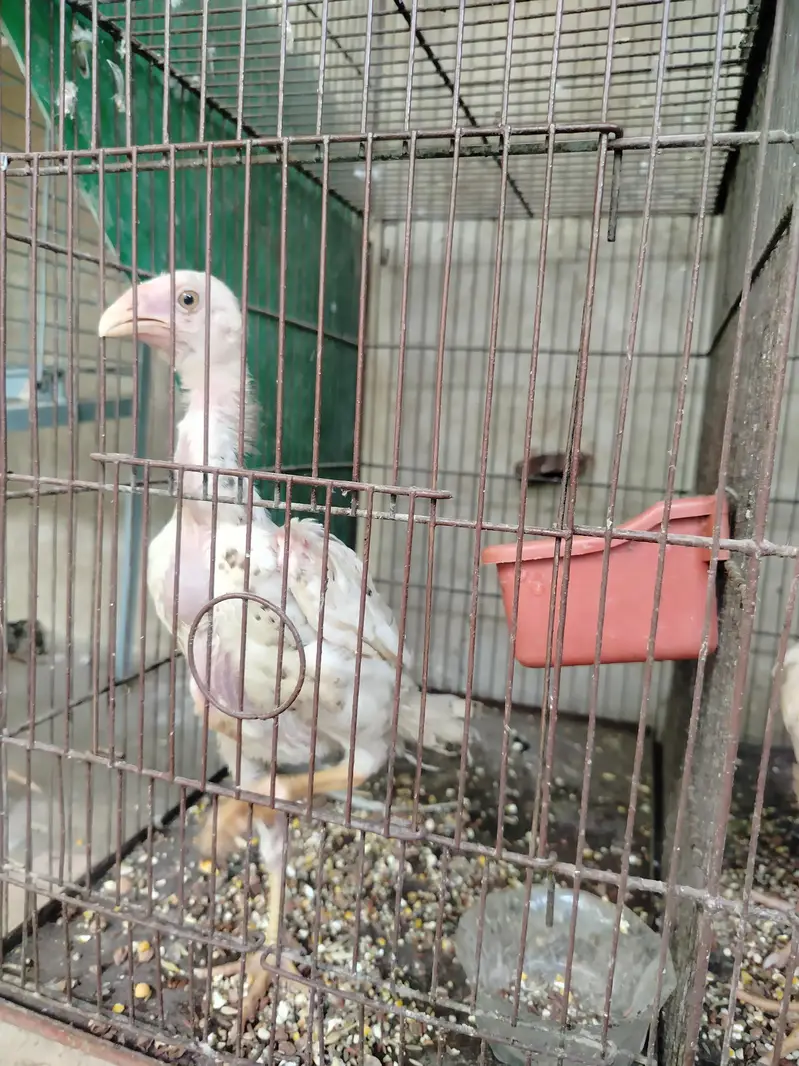 Top Quality Pure Japanese & German Shamo Chicks — photo 9