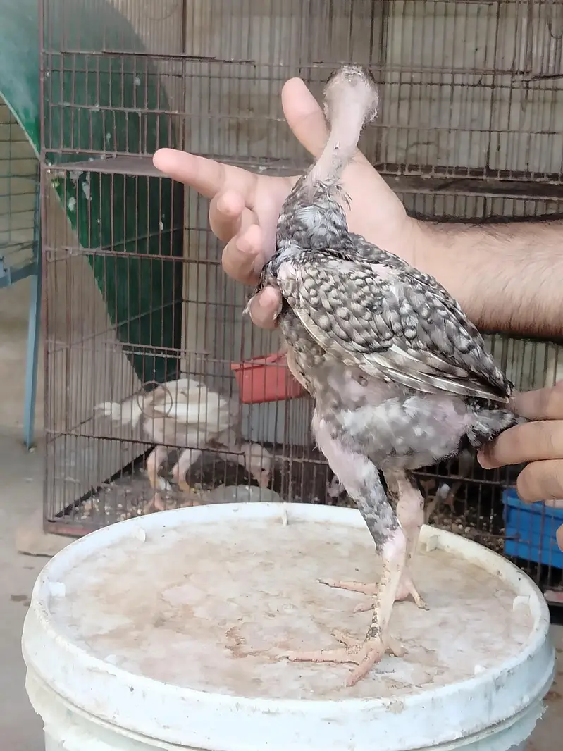 Top Quality Pure Japanese & German Shamo Chicks — photo 10