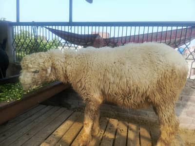 goat sheep