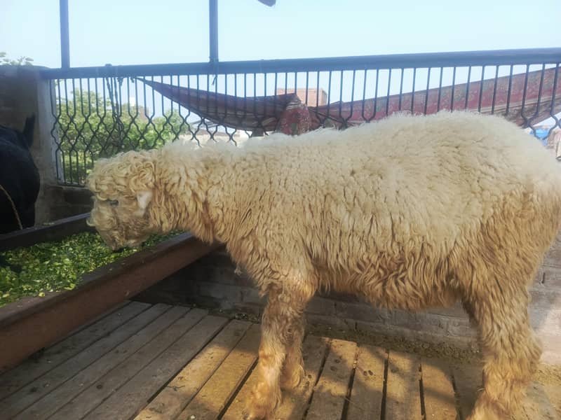goat sheep 1