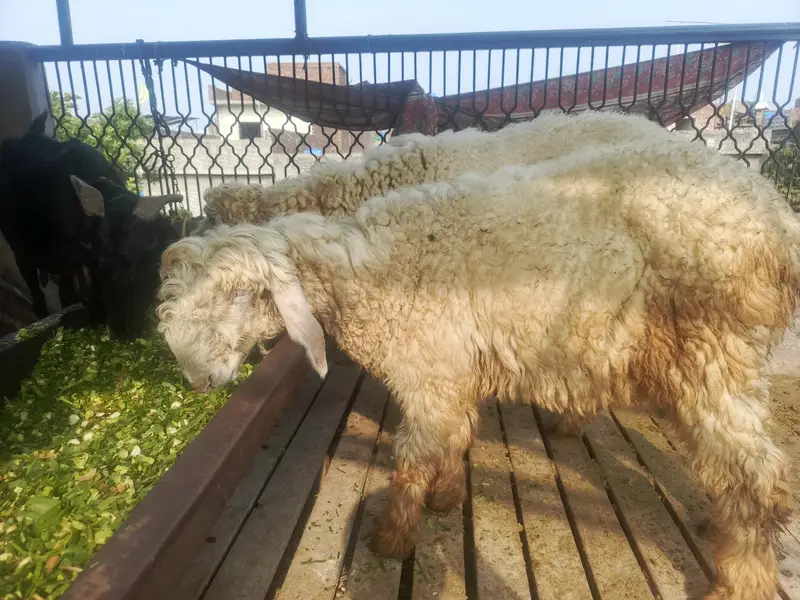 goat sheep — photo 3