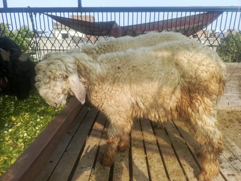 goat sheep 3
