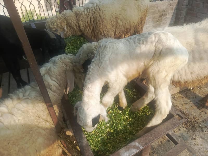 goat sheep 4