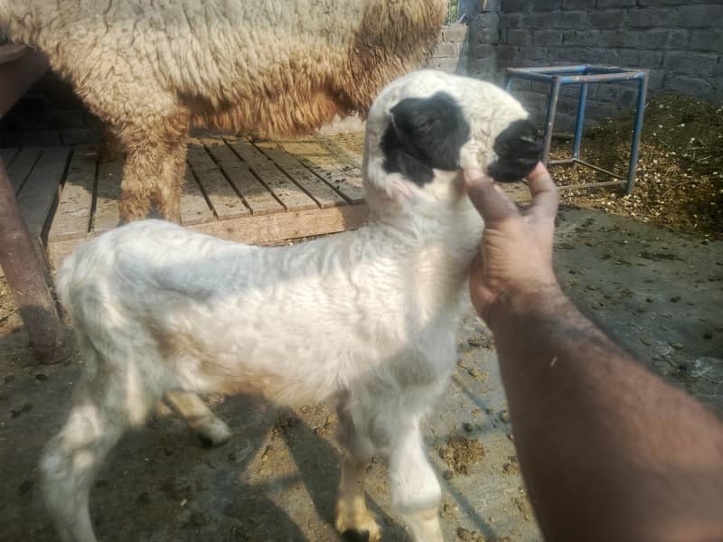 goat sheep 5