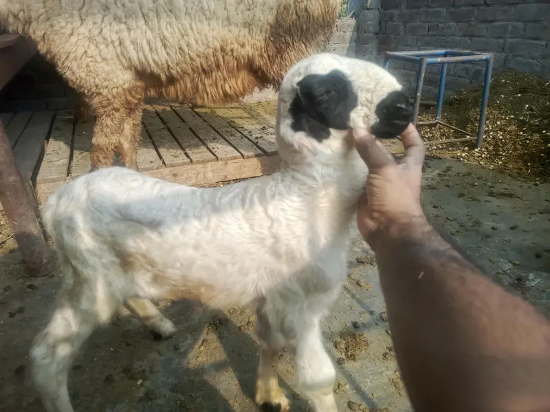 goat sheep — photo 6