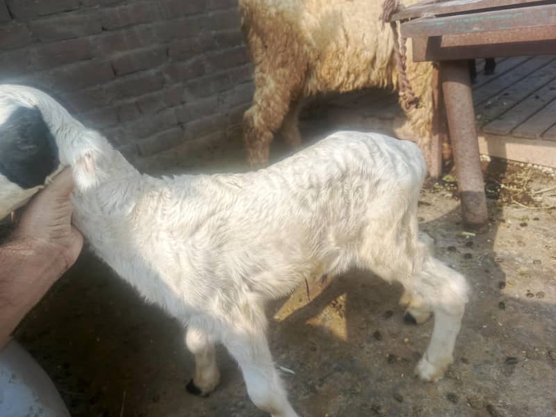 goat sheep 6