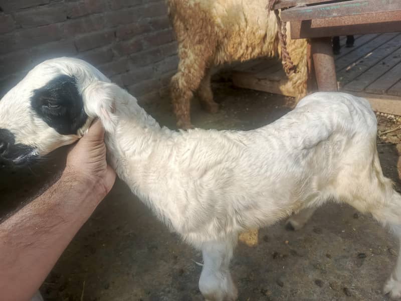 goat sheep 7