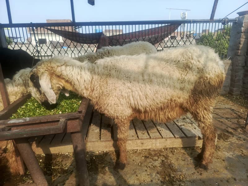 goat sheep 8