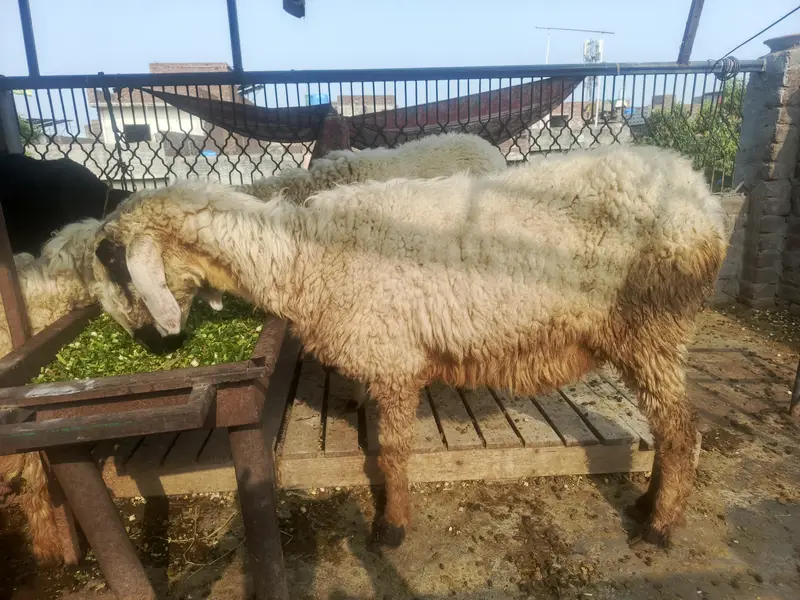 goat sheep — photo 9