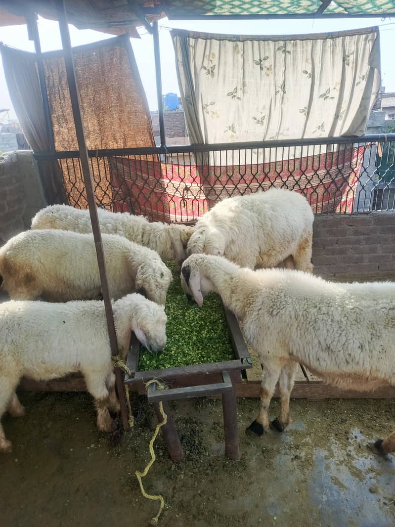 goat sheep 9