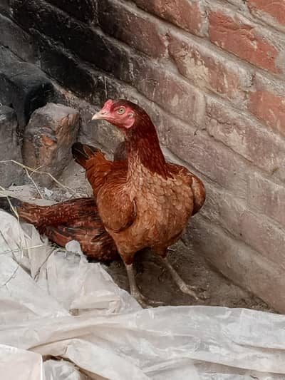 bhut achi murghi ha