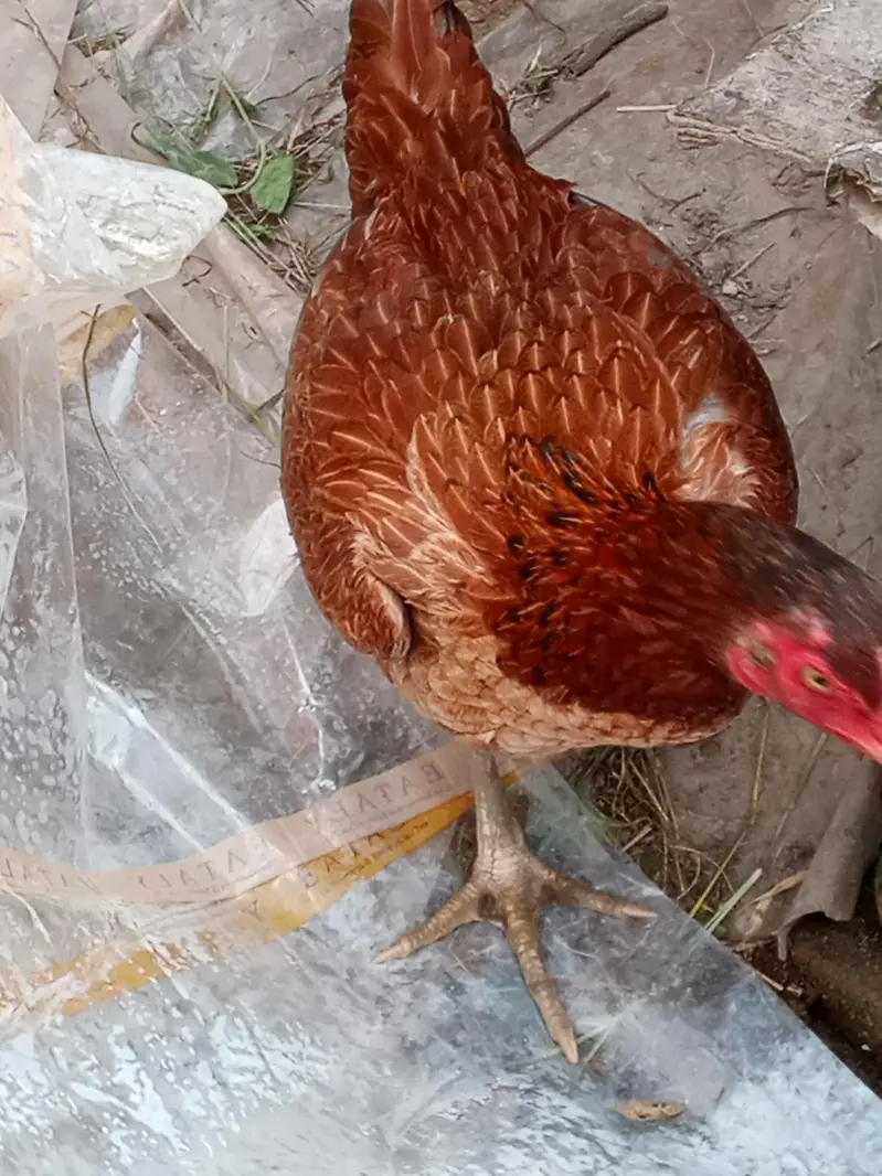 bhut achi murghi ha — photo 2