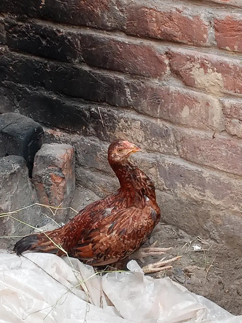 bhut achi murghi ha — photo 3