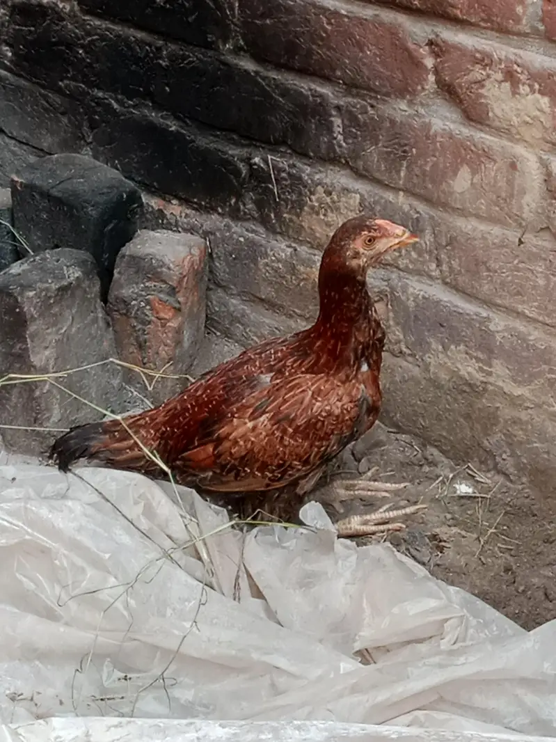 bhut achi murghi ha — photo 4