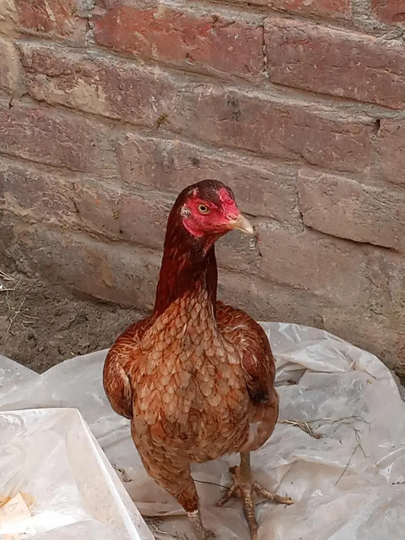 bhut achi murghi ha — photo 5