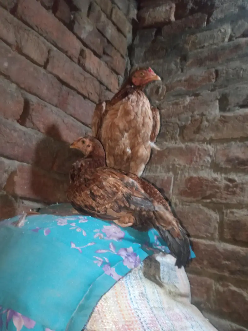 bhut achi murghi ha — photo 6