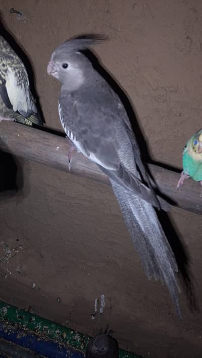 for sale or exchange be kar saktay white cocktail female k sath