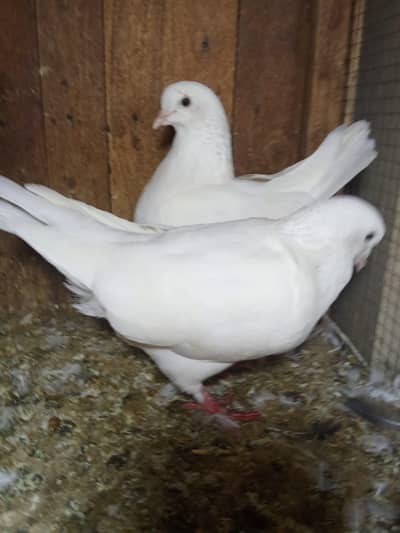 king breeter pair 03136462455